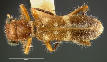 Media type: image;   Entomology 3574 Aspect: habitus dorsal view